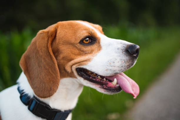 istock Beagle dog with tongue out, overheating from summer air 1159036427