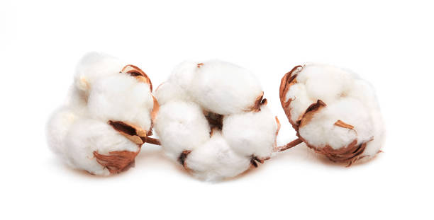 istock Cotton plant flower 1159036553