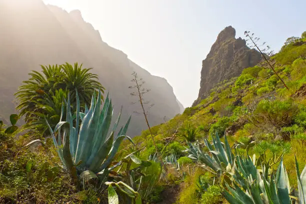Tenerife, a perfect destination for hiking. (Trail near the village Masca)