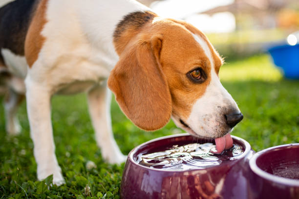 istock Beagle dog drinking water to cool off in shade 1159037456
