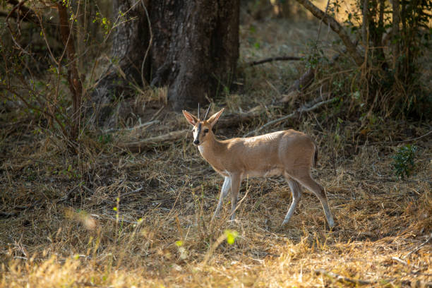 커먼 듀이커 - duiker tree bush animals in the wild 뉴스 사진 이미지