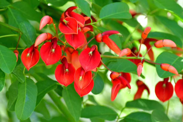 istock Erythrina crista-galli / Coral Tree Flower 1159038818