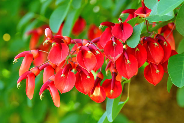 Erythrina crista-galli, commonly called Coral tree or Cockspur coral tree, is a deciduous shrub growing to 3-5 meter high and in flower from July to September. The flowers are hermaphrodite (have both male and female organs), rich in nectar and pollinated by insects.