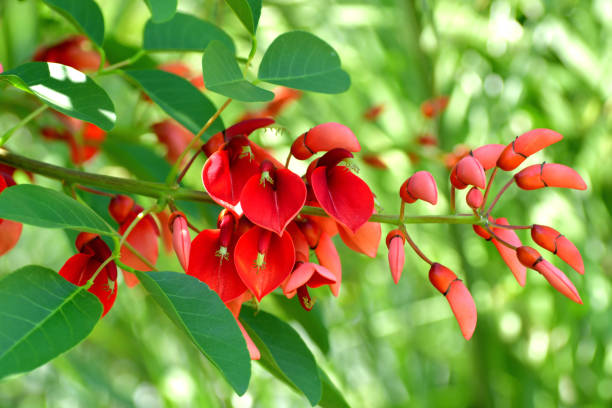 Erythrina Cristagalli Flor De Árbol De Coral Foto de stock y más banco de imágenes de Agosto - Agosto, Angiosperma, Arbusto - iStock Erythrina Cristagalli Flor De Árbol De Coral Foto de stock y más banco de imágenes de Agosto - Agosto, Angiosperma, Arbusto - iStock