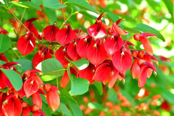 istock Erythrina crista-galli / Coral Tree Flower 1159038928