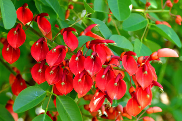 istock Erythrina crista-galli / Coral Tree Flower 1159038970