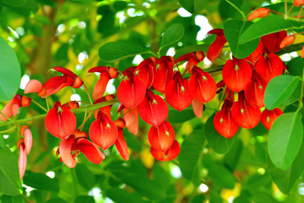 istock Erythrina crista-galli / Coral Tree Flower 1159038973