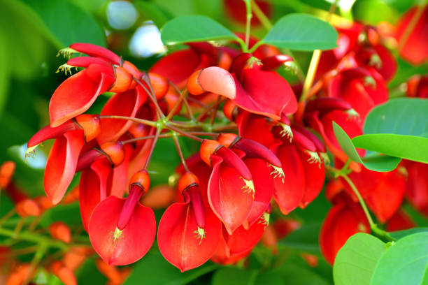 istock Erythrina crista-galli / Coral Tree Flower 1159039053