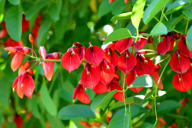 istock Erythrina crista-galli / Coral Tree Flower 1159039054