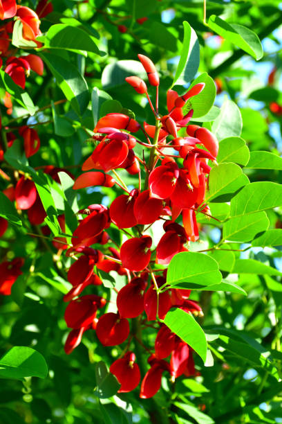 istock Erythrina crista-galli / Coral Tree Flower 1159039188