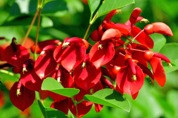 istock Erythrina crista-galli / Coral Tree Flower 1159039203