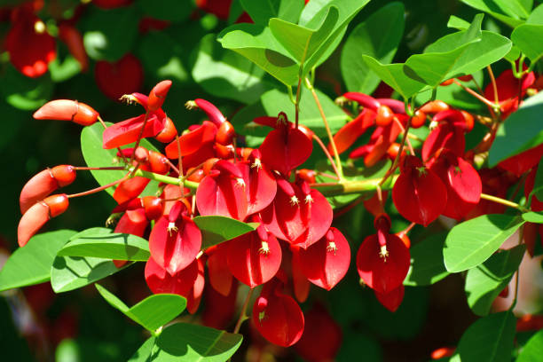 istock Erythrina crista-galli / Coral Tree Flower 1159039217