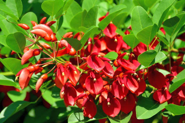 istock Erythrina crista-galli / Coral Tree Flower 1159039274