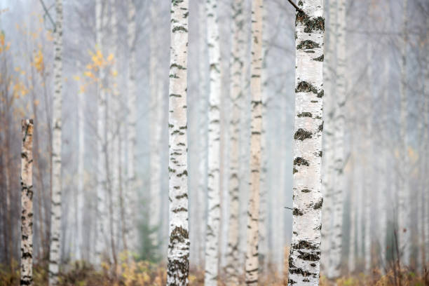 березовый лес в тумане. осенний вид. сосредоточьтесь на стволе дерева на переднем плане. - bark tree autumn tree trunk стоковые фото и изображения
