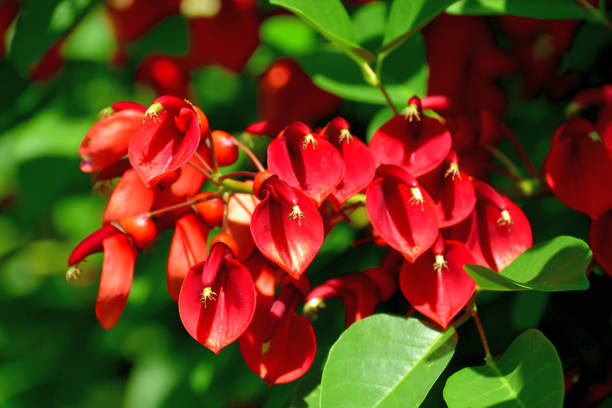 istock Erythrina crista-galli / Coral Tree Flower 1159039316