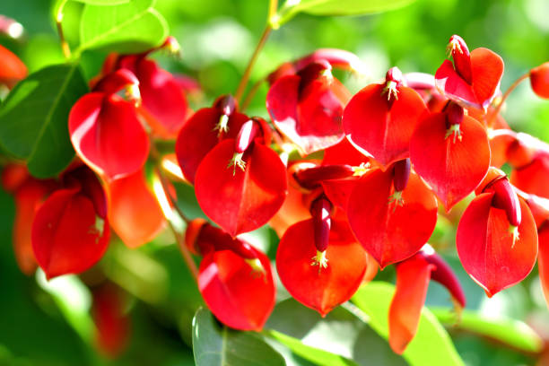 istock Erythrina crista-galli / Coral Tree Flower 1159039504