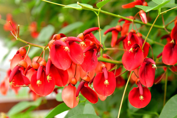 istock Erythrina crista-galli / Coral Tree Flower 1159039535