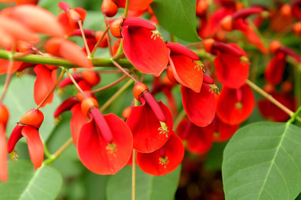 istock Erythrina crista-galli / Coral Tree Flower 1159039598