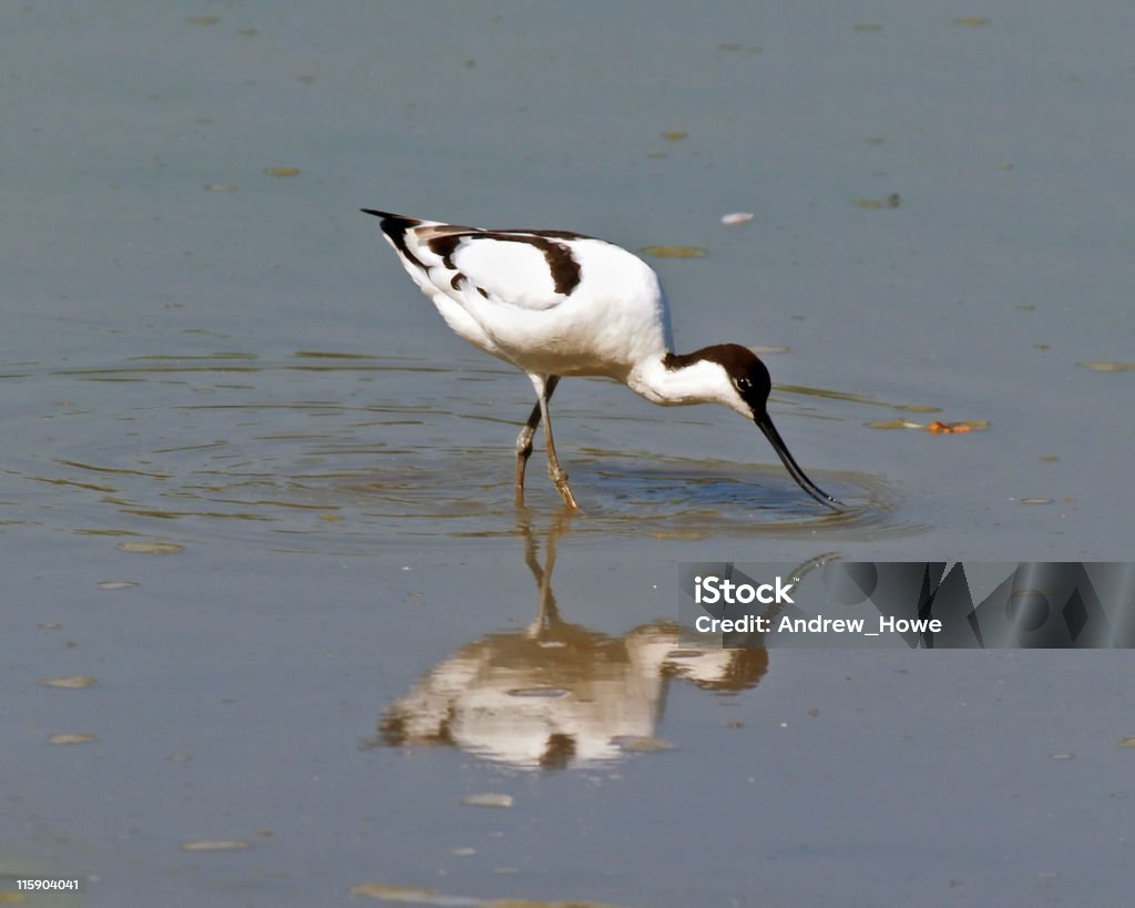 Avocette (Recurvirostra avosetta - Photo de Animaux à l'état sauvage libre de droits