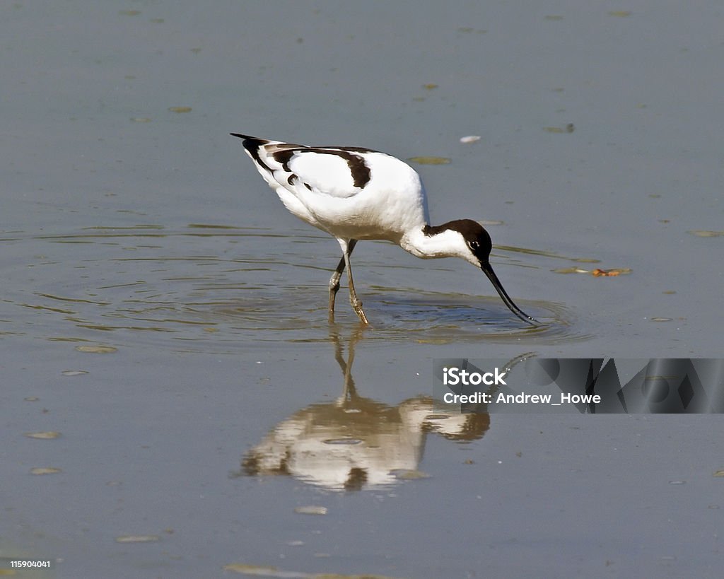 Szablodziób (Recurvirostra avosetta - Zbiór zdjęć royalty-free (Chodzić po wodzie - Położenie)