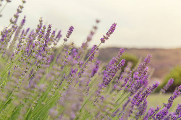 istock Blooming lavender field. Summer flowers. Selective focus 1159041818
