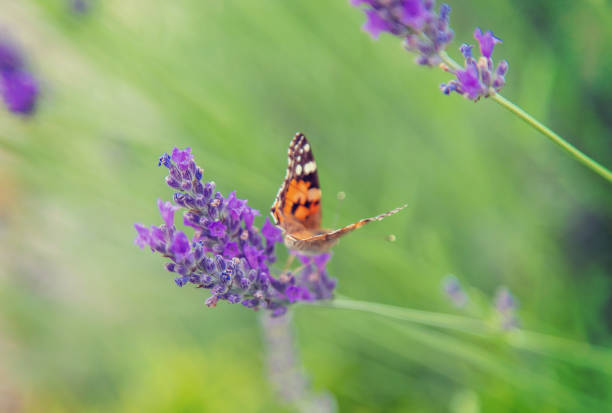 Blooming lavender field. Butterfly on flowers. Selective focus. nature