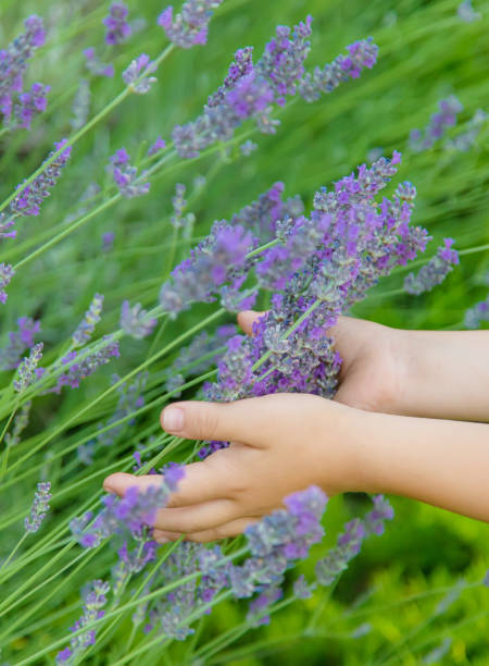 istock A child in a flowering field of lavender. Selective focus. 1159041842