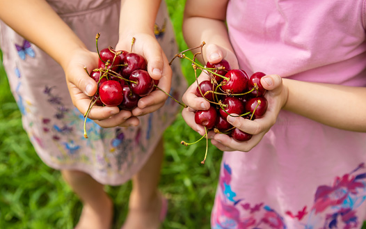 Children eat cherries in the summer. Selective focus.