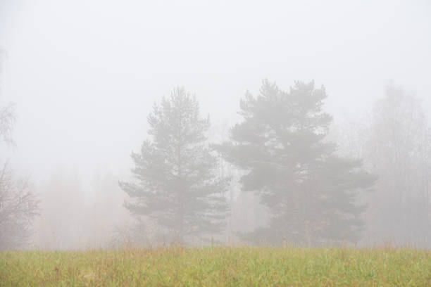istock Foggy autumn landscape in Finland 1159042995
