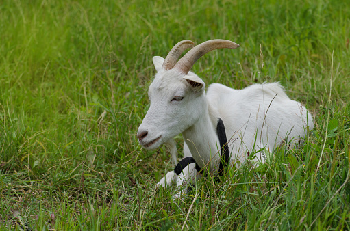 White  goat sitting in tall grass. Cute animal portrait.  Juicy green grass and  goats. Goats in a green farm yard