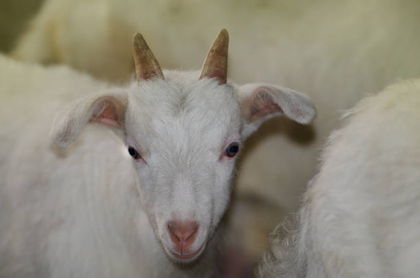 istock Curious white baby goat in the small farm 1159044137