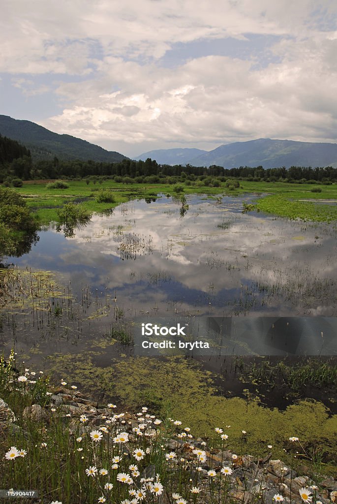 Wetland Marshland in the Kootenay Creston Valley,British Columbia,Canada. Bog Stock Photo