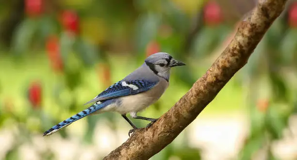 Beautiful blue jay bird with its head tilted to one side, looks down.  The blue jay is native to North America and is one of the loudest, fearless and most colorful birds in back yards.