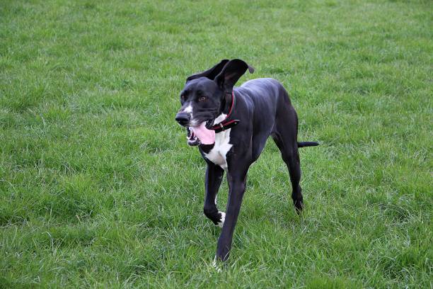 istock funny black and white great dane is running in the garden 1159046190