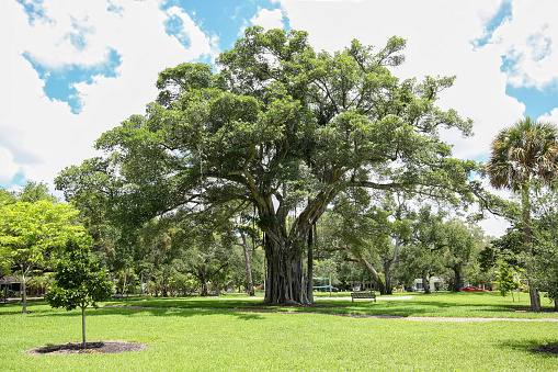 Big beautiful ficus tree grows at Hortt Park a free public park in downtown Fort Lauderdale, Florida, USA.