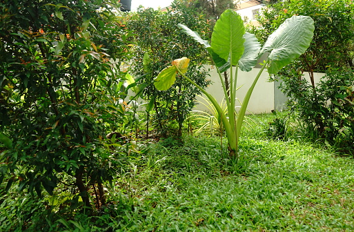 Tropical Fruit, Russia, Arum Family, Banana Tree