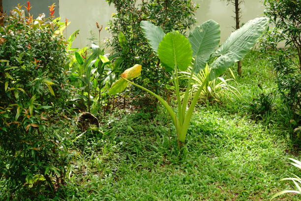 istock Taro Stalk in garden 1159046371