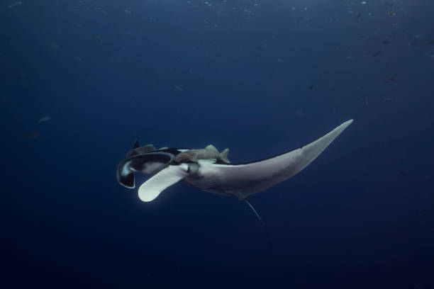 istock A flying Manta ray in Socorro Island 1159046608