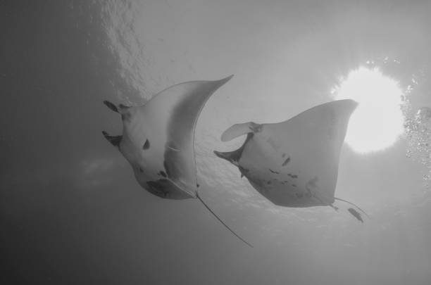 fliegende manta-strahlen auf socorro island - manta ray stock-fotos und bilder
