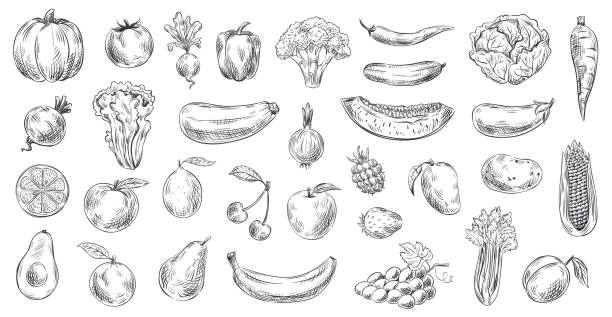 ilustrações, clipart, desenhos animados e ícones de vegetais e frutas esboçados. alimento orgânico desenhado mão, gravura vegetal e ilustração do vetor do esboço da fruta ajustada - fruits and vegetables illustrations