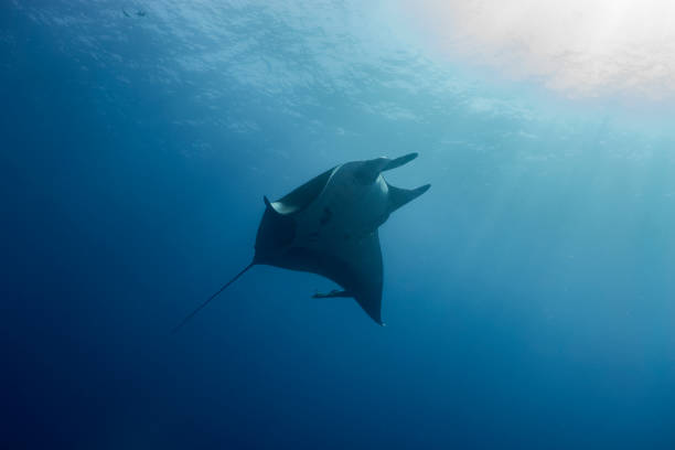 istock A flying Manta ray in Socorro Island 1159046651