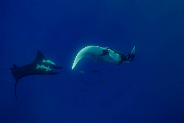 istock Flying Manta rays in Socorro Island 1159046656