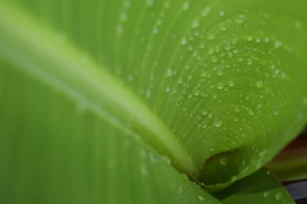 istock Natural water drops on the banana 1159046750