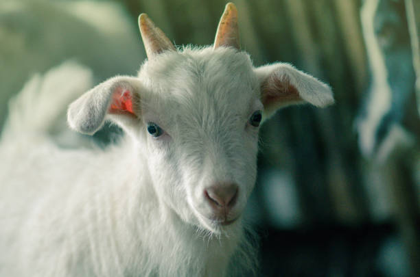 istock White goats in barn. Young domestic goats 1159048777