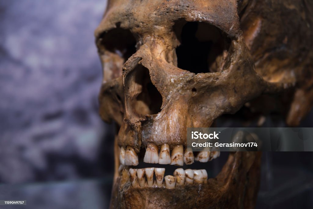 Skull of a caveman close-up. Skull of a caveman close-up. history. stone Age. aborigine, neanderthal. Neanderthal Stock Photo