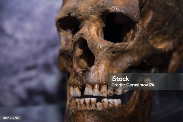 Skull Of A Caveman Closeup Stock Photo - Download Image Now - Neanderthal, Teeth, Skull