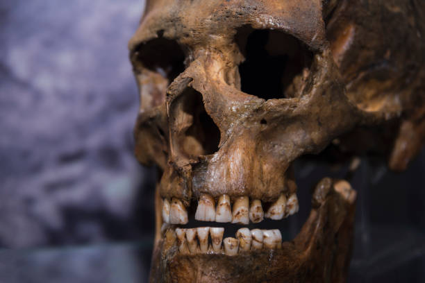 череп пещерного человека крупным планом. - neanderthal стоковые фото и изображения