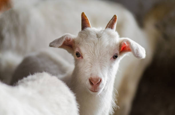 istock Curious white goats. Little goats having fun inside a barn 1159049823