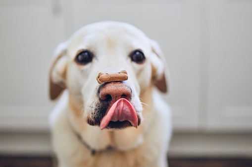 Labrador retriever balancing dog biscuit with bone shape on his nose.