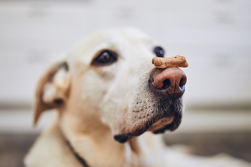 Labrador retriever balancing dog biscuit with bone shape on his nose.